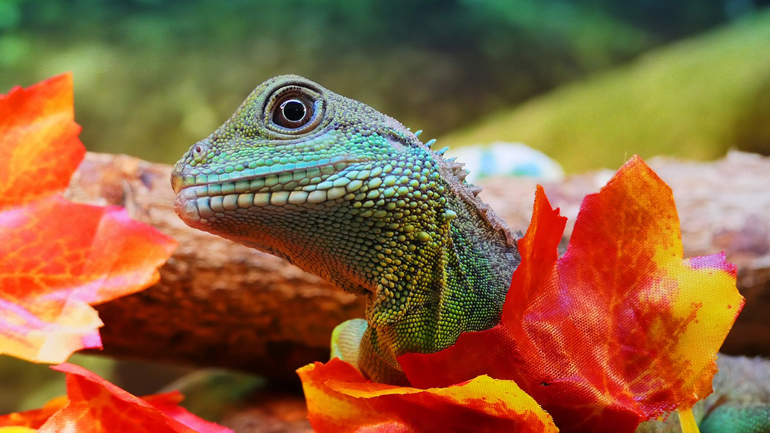 Ο κίνδυνος εξαφάνισης ζώων στην Κίνα είναι πολύ υψηλότερος από τον παγκόσμιο μέσο όρο, σύμφωνα με έρευνα